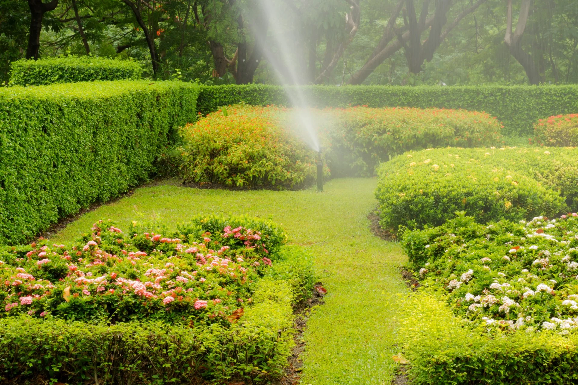 Sprinkler watering a green lawn surrounded by flowering garden beds and clipped hedges